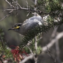 Caligavis chrysops (Yellow-faced Honeyeater) at Fyshwick, ACT - 12 Sep 2019 by AlisonMilton