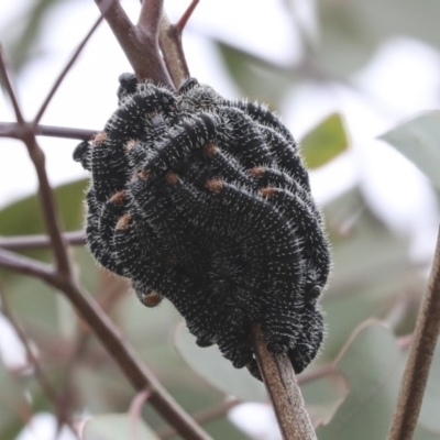 Perga sp. (genus) (Sawfly or Spitfire) at Fyshwick, ACT - 12 Sep 2019 by AlisonMilton