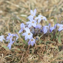 Ipheion uniflorum (Spring Star-flower) at Jerrabomberra Wetlands - 12 Sep 2019 by AlisonMilton