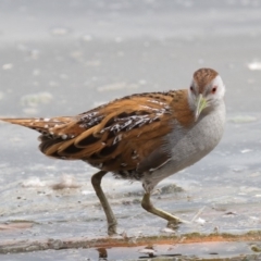 Zapornia pusilla (Baillon's Crake) at Fyshwick, ACT - 15 Sep 2019 by Marthijn