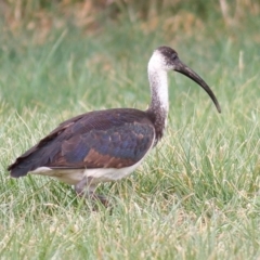 Threskiornis spinicollis (Straw-necked Ibis) at Fyshwick, ACT - 15 Sep 2019 by Marthijn