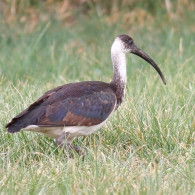 Threskiornis spinicollis (Straw-necked Ibis) at Fyshwick, ACT - 15 Sep 2019 by Marthijn