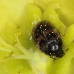 Dermestidae sp. (family) (Dermestid, carpet or hide beetles) at Kambah, ACT - 15 Sep 2019 by Marthijn