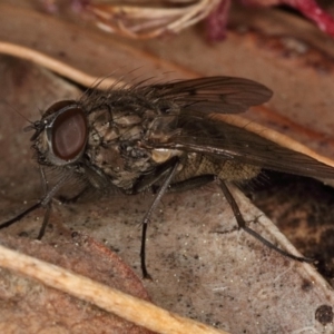 Helina sp. (genus) at Kambah, ACT - 11 Sep 2019