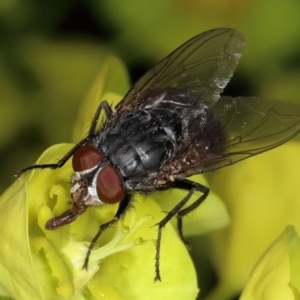 Calliphoridae (family) at Kambah, ACT - 15 Sep 2019 01:55 PM