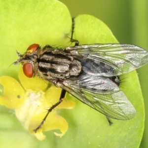 Sarcophagidae sp. (family) at Kambah, ACT - 15 Sep 2019