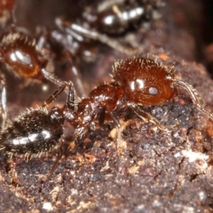 Crematogaster sp. (genus) at Kambah, ACT - 14 Sep 2019 05:26 PM