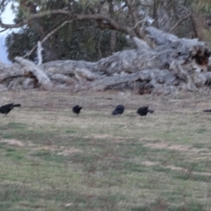 Corcorax melanorhamphos at Isaacs Ridge - 14 Sep 2019 05:56 PM