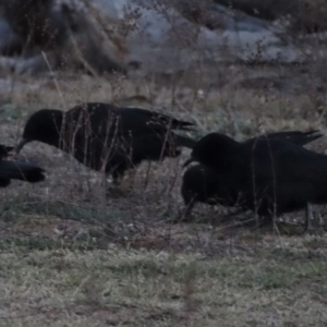 Corcorax melanorhamphos at Isaacs Ridge - 14 Sep 2019 05:56 PM