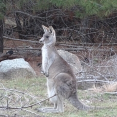 Macropus giganteus (Eastern Grey Kangaroo) at Isaacs, ACT - 14 Sep 2019 by Mike