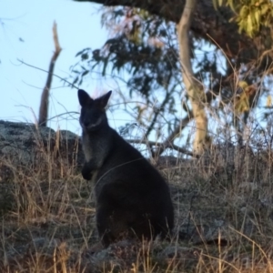 Wallabia bicolor at Isaacs Ridge - 14 Sep 2019