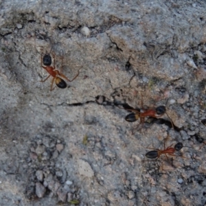 Camponotus consobrinus at Isaacs, ACT - 14 Sep 2019 05:28 PM