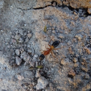 Camponotus consobrinus at Isaacs, ACT - 14 Sep 2019 05:28 PM