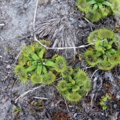 Drosera sp. (A Sundew) at Isaacs Ridge - 14 Sep 2019 by Mike