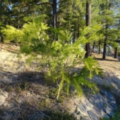 Acacia floribunda at Isaacs, ACT - 14 Sep 2019