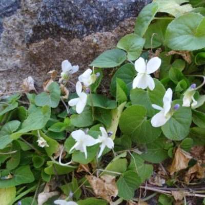 Viola odorata (Sweet Violet, Common Violet) at Isaacs, ACT - 14 Sep 2019 by Mike