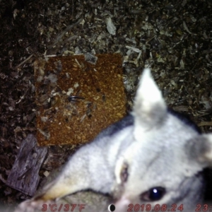 Trichosurus vulpecula at Acton, ACT - 24 Aug 2019