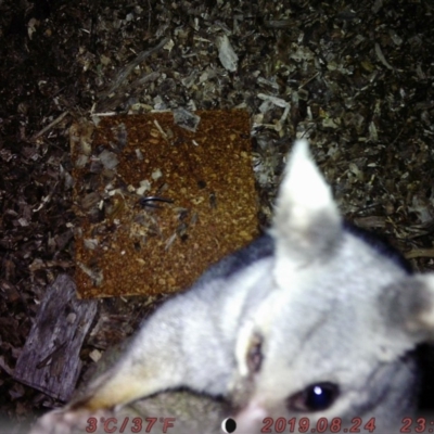 Trichosurus vulpecula (Common Brushtail Possum) at Acton, ACT - 24 Aug 2019 by Rhiannon5678