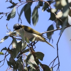 Melithreptus lunatus (White-naped Honeyeater) at Bruce, ACT - 11 Sep 2019 by AlisonMilton