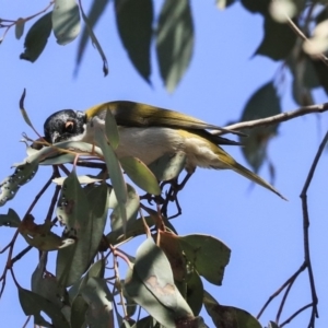 Melithreptus lunatus at Bruce, ACT - 11 Sep 2019