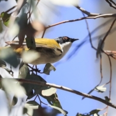 Melithreptus lunatus at Bruce, ACT - 11 Sep 2019