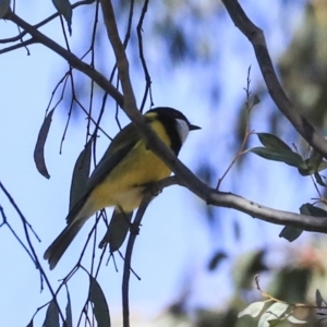 Pachycephala pectoralis at Bruce, ACT - 11 Sep 2019