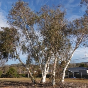 Eucalyptus pauciflora at Hughes Grassy Woodland - 15 Sep 2019