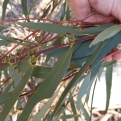 Eucalyptus pauciflora at Hughes Grassy Woodland - 15 Sep 2019