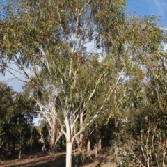 Eucalyptus pauciflora at Hughes Grassy Woodland - 15 Sep 2019 04:49 PM