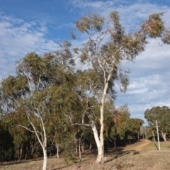 Eucalyptus pauciflora at Hughes Grassy Woodland - 15 Sep 2019 04:49 PM