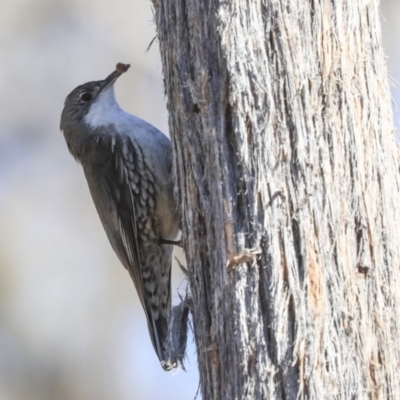 Cormobates leucophaea (White-throated Treecreeper) at Bruce, ACT - 11 Sep 2019 by Alison Milton