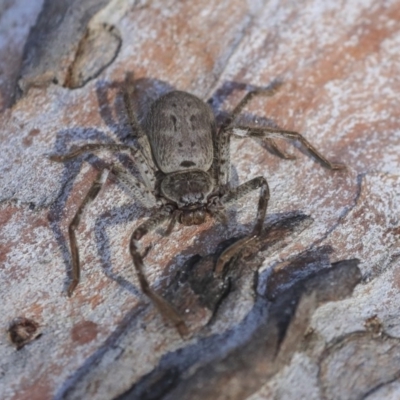 Isopeda sp. (genus) (Huntsman Spider) at Gossan Hill - 11 Sep 2019 by AlisonMilton