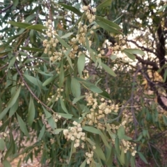 Acacia melanoxylon (Blackwood) at Federal Golf Course - 15 Sep 2019 by JackyF