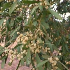 Acacia melanoxylon at Hughes, ACT - 15 Sep 2019 05:22 PM