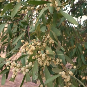 Acacia melanoxylon at Hughes, ACT - 15 Sep 2019 05:22 PM