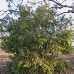 Acacia melanoxylon at Hughes, ACT - 15 Sep 2019 05:22 PM