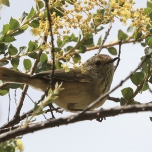 Acanthiza pusilla at Fyshwick, ACT - 12 Sep 2019