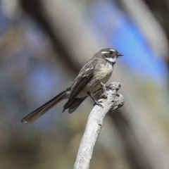 Rhipidura albiscapa (Grey Fantail) at Bruce, ACT - 11 Sep 2019 by Alison Milton
