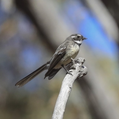 Rhipidura albiscapa (Grey Fantail) at Bruce, ACT - 11 Sep 2019 by Alison Milton