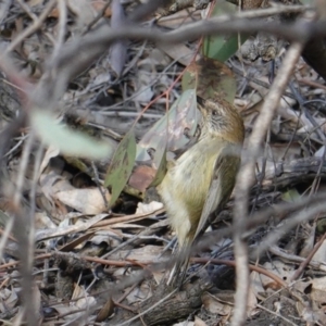 Acanthiza lineata at Hughes, ACT - 13 Sep 2019 04:21 PM