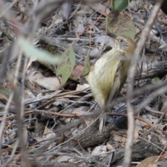 Acanthiza lineata at Hughes, ACT - 13 Sep 2019