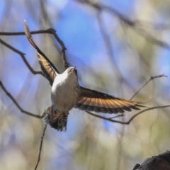 Daphoenositta chrysoptera (Varied Sittella) at Bruce, ACT - 11 Sep 2019 by Alison Milton