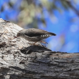 Daphoenositta chrysoptera at Bruce, ACT - 11 Sep 2019 12:57 PM