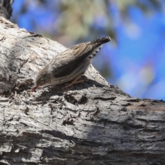 Daphoenositta chrysoptera at Bruce, ACT - 11 Sep 2019 12:57 PM