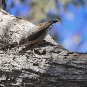Daphoenositta chrysoptera at Bruce, ACT - 11 Sep 2019 12:57 PM