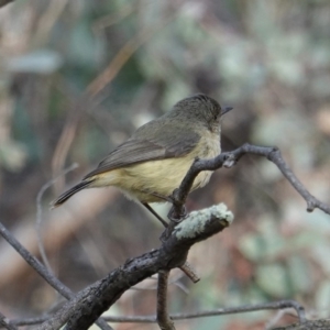 Acanthiza reguloides at Hughes, ACT - 13 Sep 2019 04:17 PM