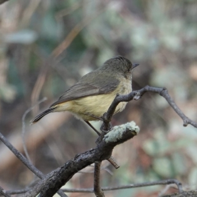 Acanthiza reguloides (Buff-rumped Thornbill) at Hughes, ACT - 13 Sep 2019 by JackyF