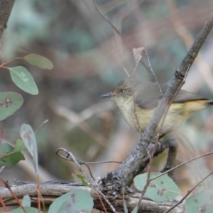 Acanthiza reguloides at Hughes, ACT - 13 Sep 2019 04:17 PM