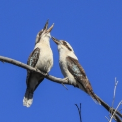 Dacelo novaeguineae (Laughing Kookaburra) at Gossan Hill - 10 Sep 2019 by AlisonMilton