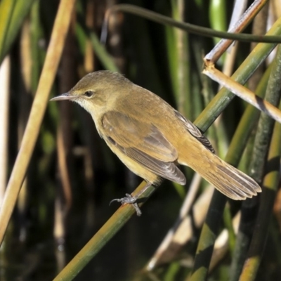 Acrocephalus australis (Australian Reed-Warbler) at Belconnen, ACT - 10 Sep 2019 by AlisonMilton